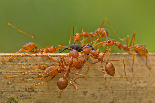 View of red weaver ants collaborating to carry a dark insect prey on a wooden edge against a soft green background Wittenheim Grand Est France.