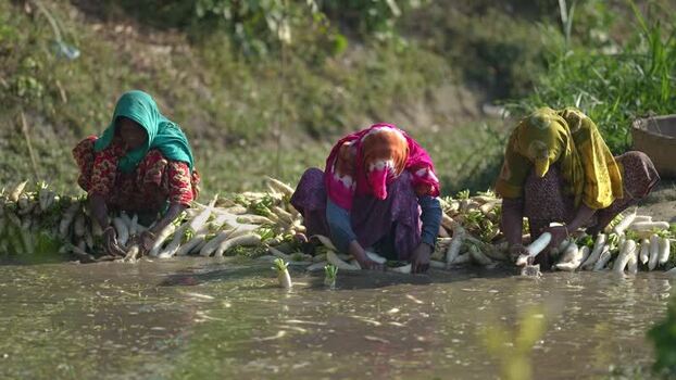 View of women washing radishes in Bogura Bangladesh. View of women washing radishes in Bogura Bangladesh.
