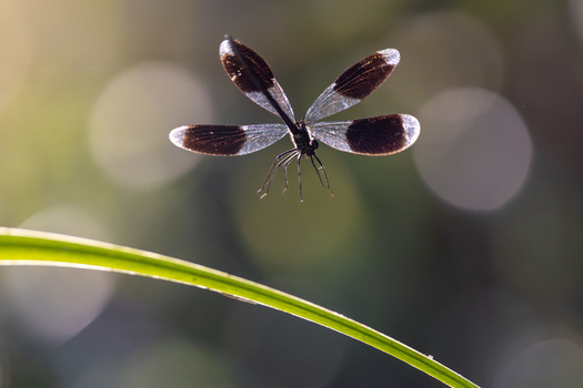 View of a banded demoiselle damselfly hovering in flight with dark banded wings over a green leaf against a soft bokeh background in Wittenheim Grand Est France. View of a banded demoiselle damselfly hovering in flight with dark banded wings over a green leaf against a soft bokeh background in Wittenheim Grand Est France.