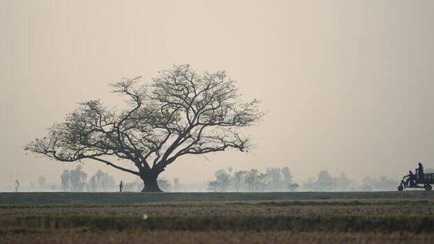 View of a large tree in a misty field in Bogura Bangladesh.