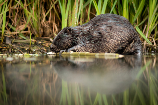 View of a beaver with wet fur resting by the water edge with its reflection visible in the calm surface surrounded by green reeds in Debrzno Pomeranian Voivodeshi Poland. View of a beaver with wet fur resting by the water edge with its reflection visible in the calm surface surrounded by green reeds in Debrzno Pomeranian Voivodeshi Poland.