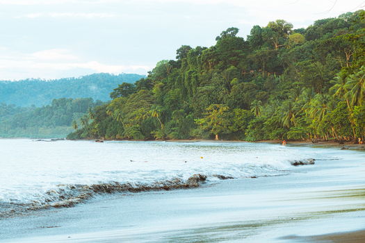 View of a tropical beach with lush green jungle vegetation meeting the sandy shore gentle waves rolling onto the coast and palm trees under an overcast sky in Costa Rica.