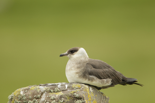View of an Arctic Skua perched on a lichen covered rock against a soft green background in Shetland United Kingdom. View of an Arctic Skua perched on a lichen covered rock against a soft green background in Shetland United Kingdom.