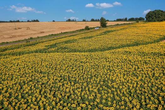 Aerial view of golden sunflowers stretching to the horizon juxtaposed against a field of golden wheat under a blue sky Chyhyryns kyi district Cherkasy Oblast Ukraine. Aerial view of golden sunflowers stretching to the horizon juxtaposed against a field of golden wheat under a blue sky Chyhyryns kyi district Cherkasy Oblast Ukraine.