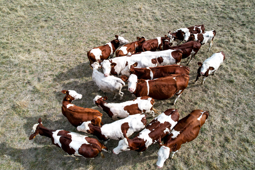 Aerial view of a herd of brown and white cows grazing in a dry grassy field in France.