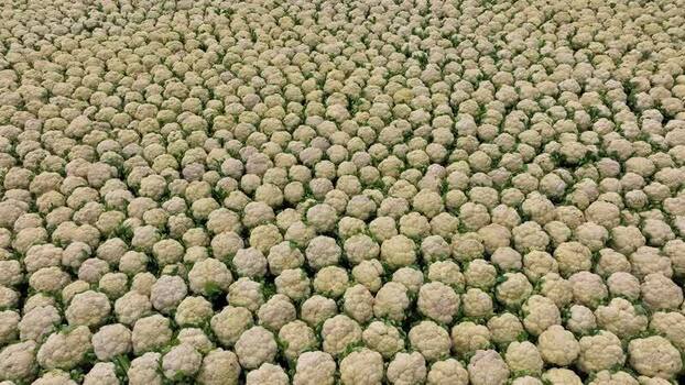 View of harvested cauliflowers in a field in Bogura Bangladesh.
