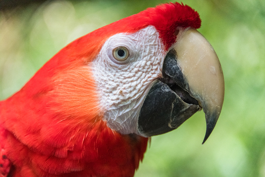 View of a close up portrait of a vibrant scarlet macaw showing its bright red plumage white facial patch and strong curved beak in Puerto Jimenez Puntarenas Province Costa Rica.