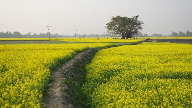 View of a vast mustard field with a winding path Bangladesh.