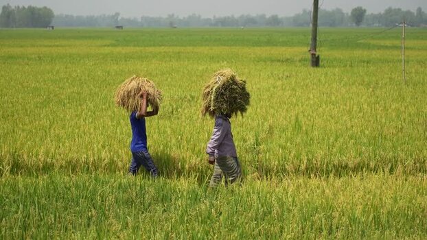 View of farmers carrying harvested rice in a field Bangladesh. View of farmers carrying harvested rice in a field Bangladesh.