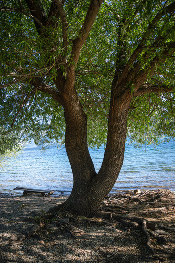 View of a large tree with a split trunk standing on the pebbled shore of a lake in Lago Puelo National Park Cushamen Chubut Argentina.