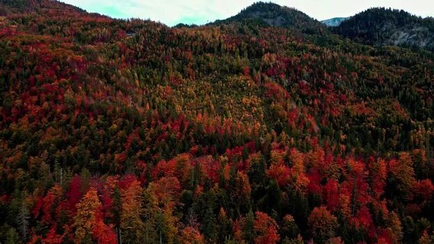 Aerial view of forest with autumn foliage near Attersee AUSTRIA.