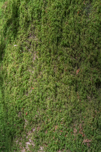 View of vibrant green moss covering the rough bark of a tree trunk in the woodland of Deer Park Looe Cornwall United Kingdom. View of vibrant green moss covering the rough bark of a tree trunk in the woodland of Deer Park Looe Cornwall United Kingdom.