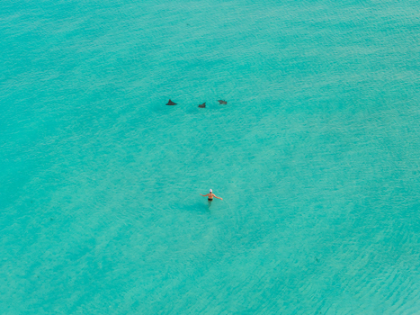 Aerial view of a lone swimmer amidst the turquoise expanse shadowed by gliding eagle rays creating a mesmerizing dance of life Dhidhdhoo Maldives.