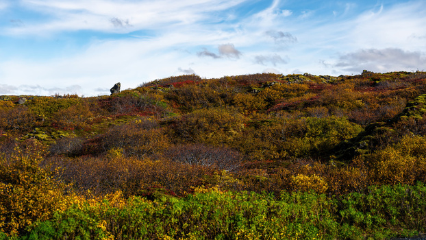 View of autumn colors on a lava field with vibrant foliage and mossy rocks under a blue sky in Iceland.