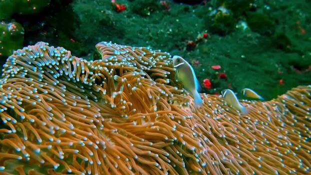 View of clownfish swimming in a sea anemone in Bali Indonesia.