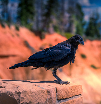 View of a black raven perched on a stone wall with the iconic orange rock formations of Bryce Canyon National Park in the background in Utah United States.