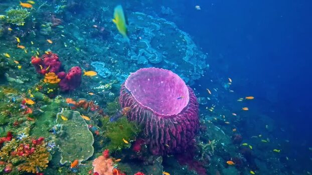 View of a vibrant purple barrel sponge on a coral reef in Indonesia.