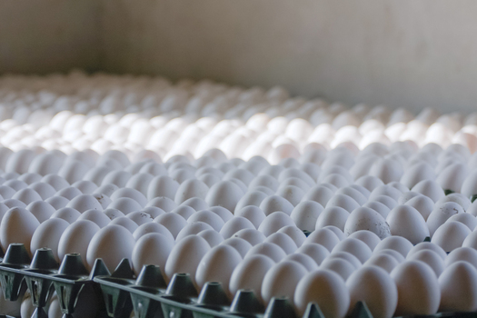 View of numerous white eggs arranged in green plastic trays for commercial poultry farming in Multan City Punjab Pakistan. View of numerous white eggs arranged in green plastic trays for commercial poultry farming in Multan City Punjab Pakistan.
