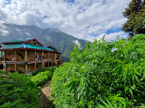 View of a traditional wooden house with a green roof nestled among lush cannabis plants in the Himalayan mountains of Malana Himachal Pradesh India.