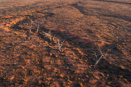 Aerial view of dead trees standing in a dry creek bed across the red desert landscape in Flinders Ranges South Australia Australia.