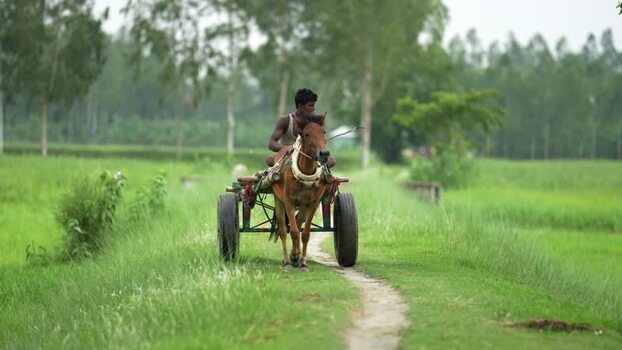 View of a man riding a horse drawn cart through green fields Bangladesh. View of a man riding a horse drawn cart through green fields Bangladesh.