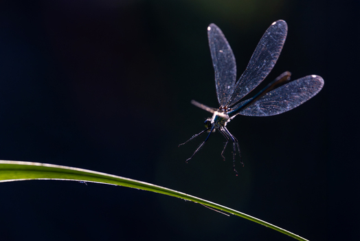 View of a delicate damselfly with translucent backlit wings hovering over a green blade of grass against a dark background Wittenheim Grand Est France. View of a delicate damselfly with translucent backlit wings hovering over a green blade of grass against a dark background Wittenheim Grand Est France.