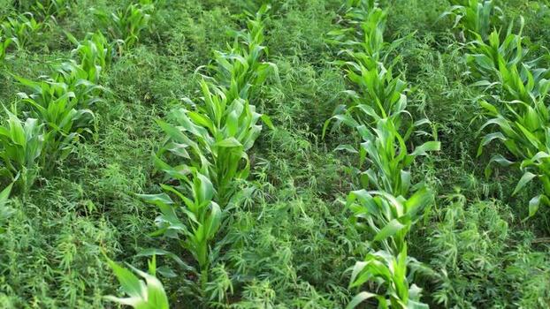 View of young corn plants growing in a field Nepal.