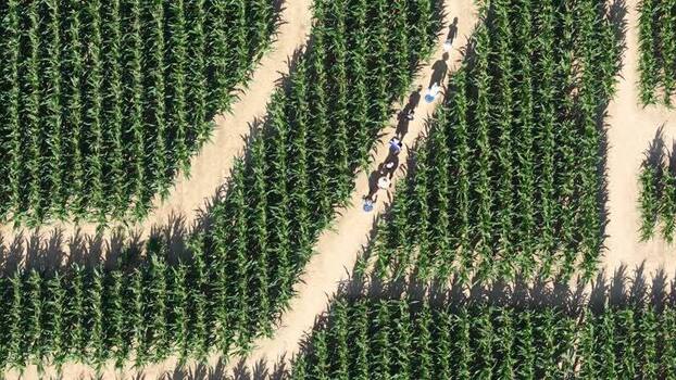 Aerial view of Labyrinthe de mais maze in Soultz Haut Rhin France.