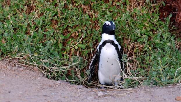 View of African penguin at Stoney Point Penguin Colony South Africa. View of African penguin at Stoney Point Penguin Colony South Africa.