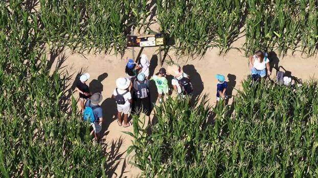 Aerial view of Labyrinthis corn maze in Soultz Haut Rhin France.