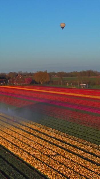 Aerial view of vibrant tulip fields and a hot air balloon Netherlands. Aerial view of vibrant tulip fields and a hot air balloon Netherlands.