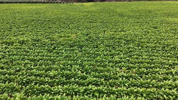 Aerial view of a green tobacco field in Talayuela Spain. Aerial view of a green tobacco field in Talayuela Spain.