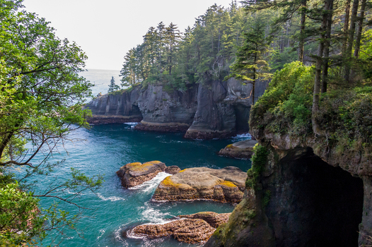 View of Olympic National Park featuring rugged coastal cliffs sea caves and evergreen trees overlooking the Pacific Ocean in Port Angeles Washington United States.