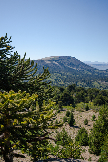 View of the volcanic landscape surrounding Volcan Batea Mahuida with native Araucaria trees in the foreground and a forested valley in Neuquen Neuquen Province Argentina.