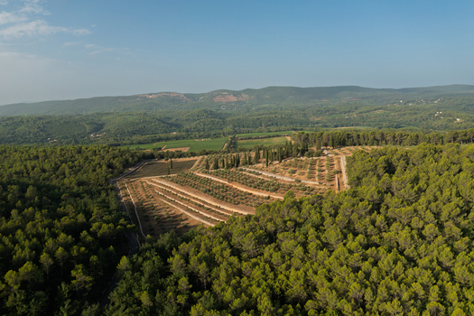 Aerial view of olive groves and cypress trees nestled within the lush pine forests and rolling hills of the Provence landscape in Provence Alpes Cote d Azur France.