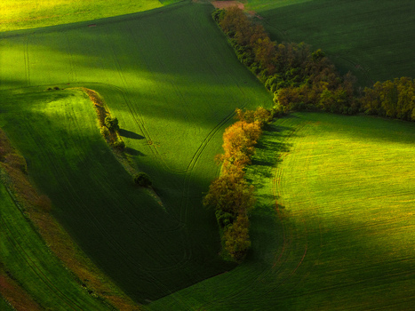 Aerial view of rolling green agricultural fields and a line of trees with soft shadows under sunlight in Klobouky u Brna Jihomoravsky kraj Czechia. Aerial view of rolling green agricultural fields and a line of trees with soft shadows under sunlight in Klobouky u Brna Jihomoravsky kraj Czechia.