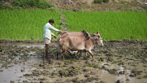 View of a farmer plowing a rice field with oxen in Bogura Bangladesh. View of a farmer plowing a rice field with oxen in Bogura Bangladesh.