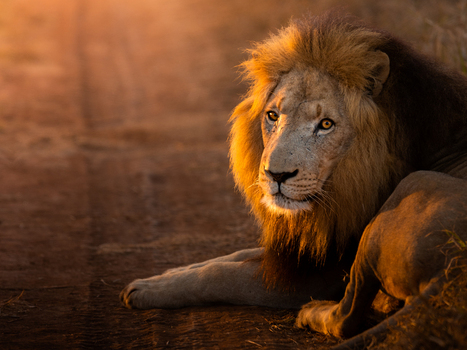 View of a majestic male lion with a thick mane resting on a dirt track during golden hour Kruger Park Mpumalanga South Africa. View of a majestic male lion with a thick mane resting on a dirt track during golden hour Kruger Park Mpumalanga South Africa.