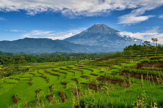 Kajoran Paddy Fields
