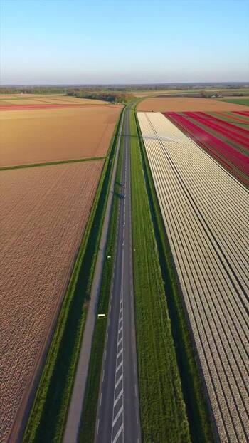 Aerial view of a road through colorful tulip fields in Lelystad Netherlands. Aerial view of a road through colorful tulip fields in Lelystad Netherlands.