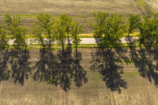 Aerial view of a row of trees casting long shadows across a rural road and surrounding agricultural fields in Kashubia Pelplin Pomeranian Voivodeship Poland.