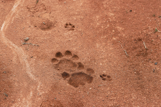 View of lion tracks and human boot prints in the red sandy soil of Welgevonden Game Reserve Waterberg District Municipality Limpopo South Africa.