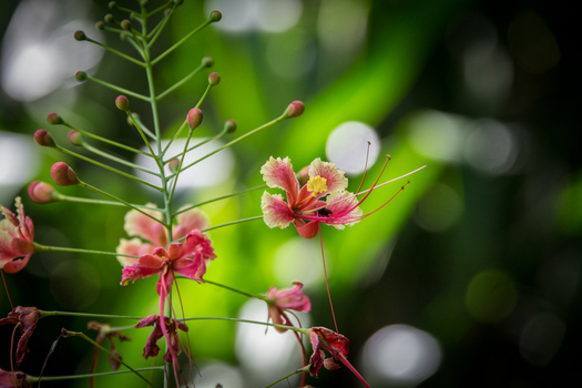 View of a delicate flowering plant with vibrant pink and yellow petals long stamens and green buds in a lush garden setting in Costa Rica.