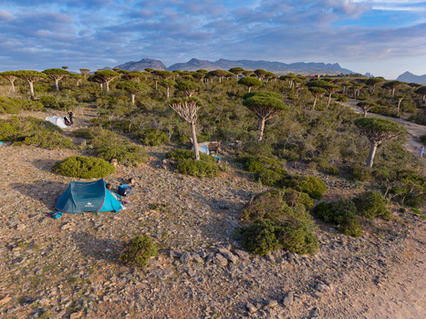 Aerial view of the unique Dragon s Blood Trees standing tall amidst a rugged landscape their umbrella shaped canopies casting shadows on the arid ground Firmihin Socotra Yemen.