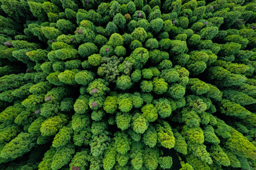 Aerial view of a dense lush green forest canopy in Nepal.