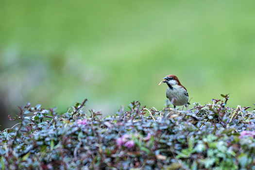 View of a sparrow perched on a bush with small purple flowers holding a piece of food in its beak against a soft green backdrop Yunnan China.