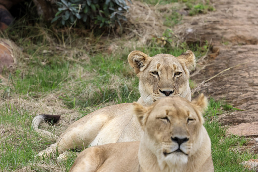 View of two lionesses resting on the grass and dry ground in the savanna at Kruger National Park Hoedspruit Limpopo South Africa. View of two lionesses resting on the grass and dry ground in the savanna at Kruger National Park Hoedspruit Limpopo South Africa.