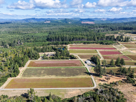 Aerial view of cranberry bogs surrounded by lush pine forests and rural landscape in Bandon Oregon United States. Aerial view of cranberry bogs surrounded by lush pine forests and rural landscape in Bandon Oregon United States.