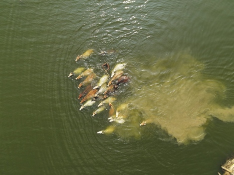 Aerial view of a herd of cattle swimming across a river creating ripples and stirring up sediment in the water in Kushtia Khulna Division Bangladesh. Aerial view of a herd of cattle swimming across a river creating ripples and stirring up sediment in the water in Kushtia Khulna Division Bangladesh.