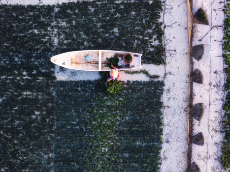 Aerial view of a lone boat navigates through vibrant green seaweed farms creating a striking contrast against the clear waters Lembongan Bali Indonesia. Aerial view of a lone boat navigates through vibrant green seaweed farms creating a striking contrast against the clear waters Lembongan Bali Indonesia.